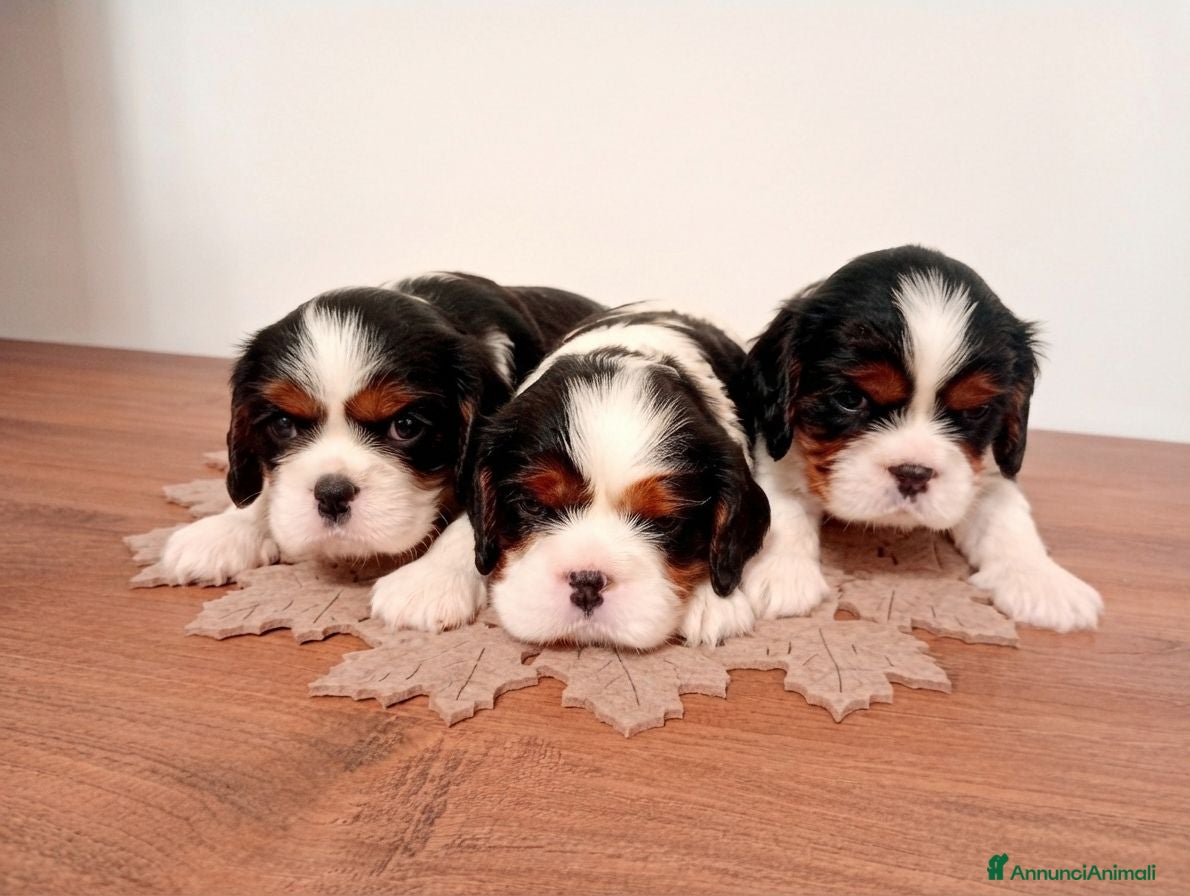 Cavalier King cani Cucciolo cavalier king pedigree ENCI - Annuncio 1