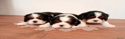 Cavalier King cani in vendita: Cucciolo cavalier king pedigree ENCI a Città Metropolitana di Bari - Annuncio 1