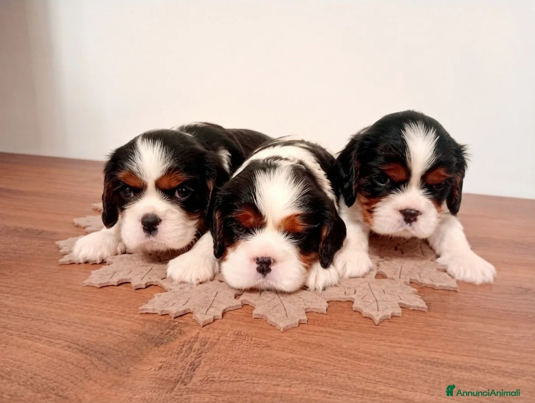 Cavalier King cani in vendita: Cucciolo cavalier king pedigree ENCI a Città Metropolitana di Bari - Annuncio 1