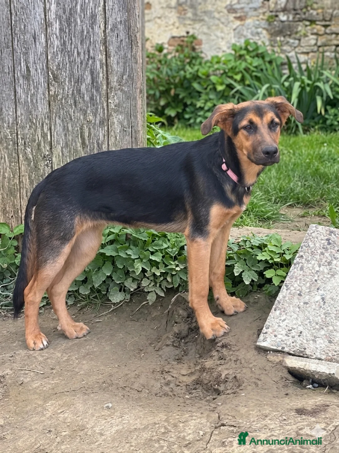 Meticcio cani in regalo: Astrid - Annuncio 2