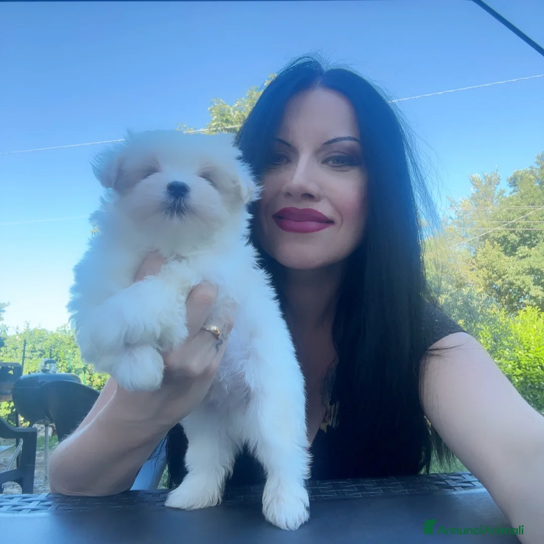 Maltese cani in vendita: Meraviglioso maltesino maschio con pedigree enci - Annuncio 4