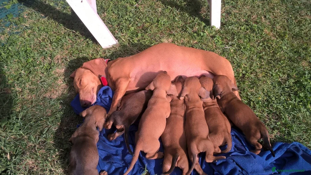 Bassotto cani in vendita: Cuccioli di bassotto pronti subito a Provincia di Cosenza - Annuncio 2