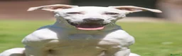 Meticcio cani in regalo: APOLLO PENSAVA FOSSE AMORE...IN ADOZIONE - Annuncio 2