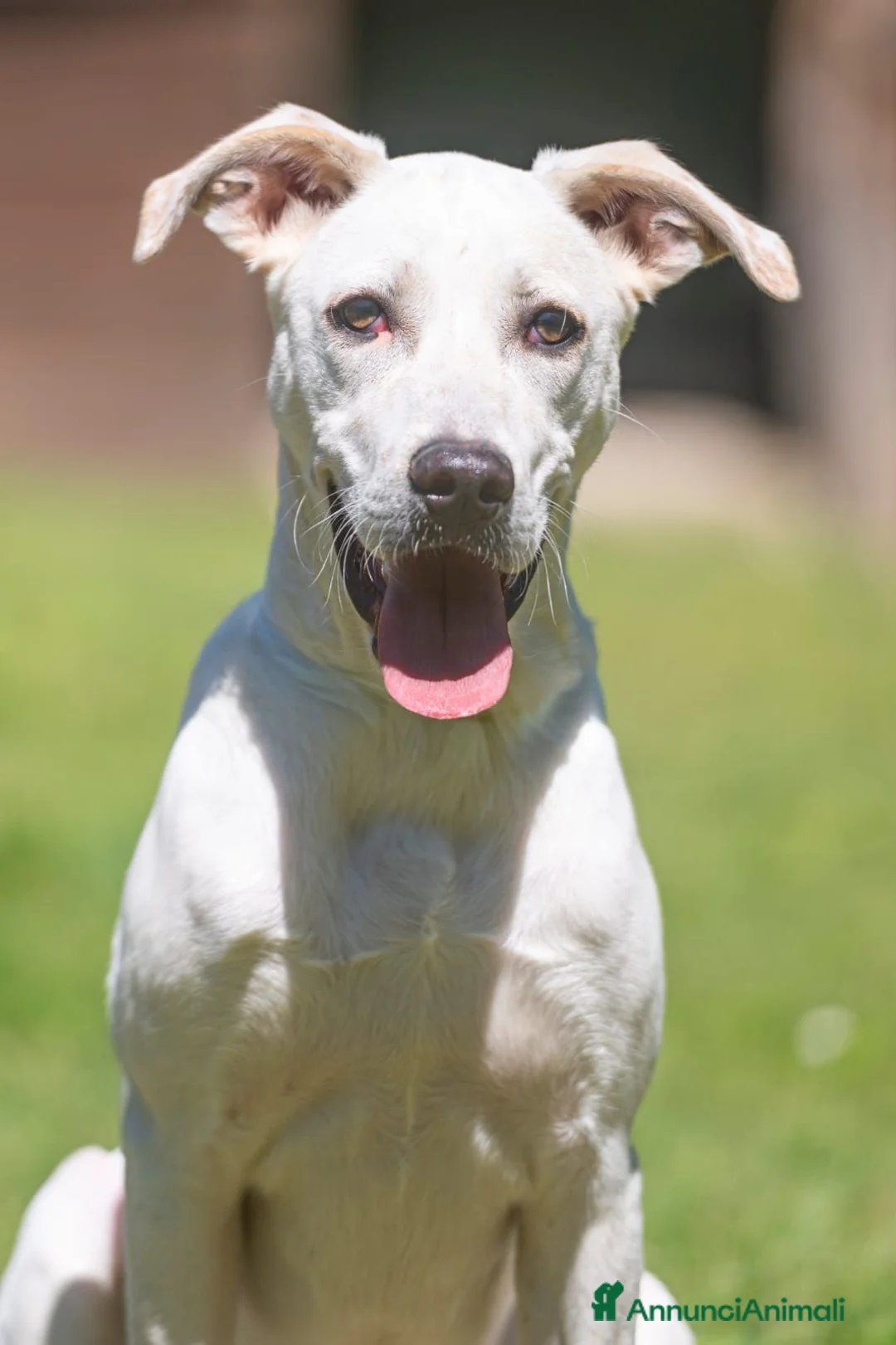 Meticcio cani in regalo: APOLLO PENSAVA FOSSE AMORE...IN ADOZIONE - Annuncio 2