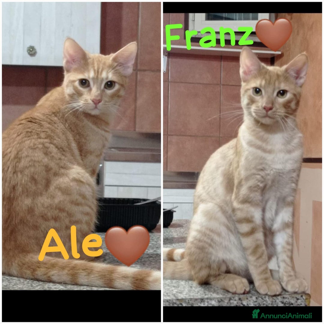 Europeo gatti in regalo: ALE & FRANZ CERCANO CASA  - Annuncio 1