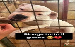 Dogo Argentino cani in regalo: Dogo x anni in box..poi adozione non buona TRENTO a Città metropolitana di Milano - Immagine 4