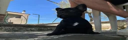 Bulldog Francese cani in vendita: bulldog francese nero tigrato animali  - Annuncio 6