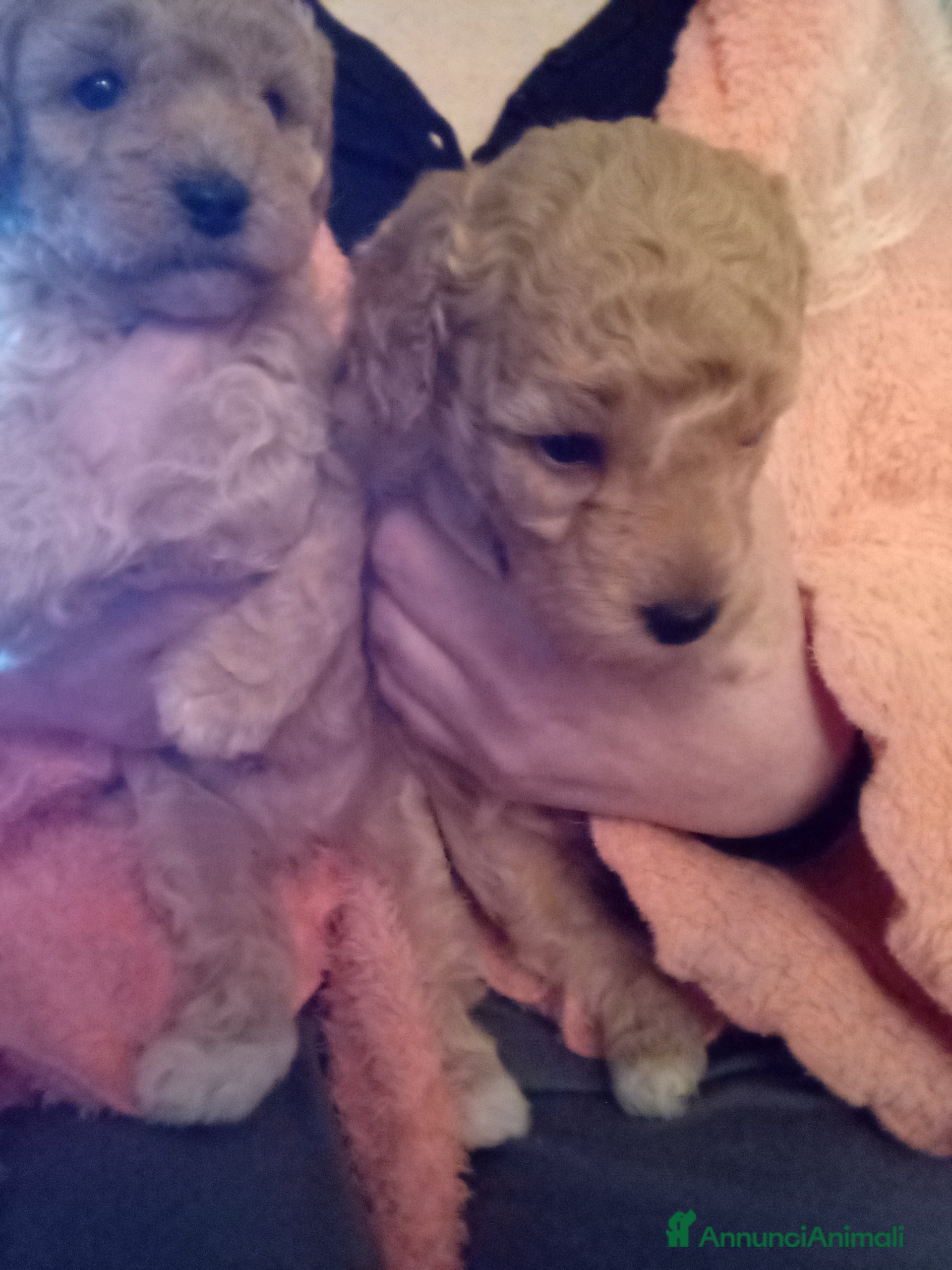 Barboncino Toy cani Vendesi cuccioli di Barboncino Toy  - Annuncio 2