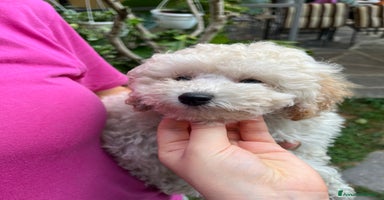 Barboncino cani a Vercelli - Annuncio 10