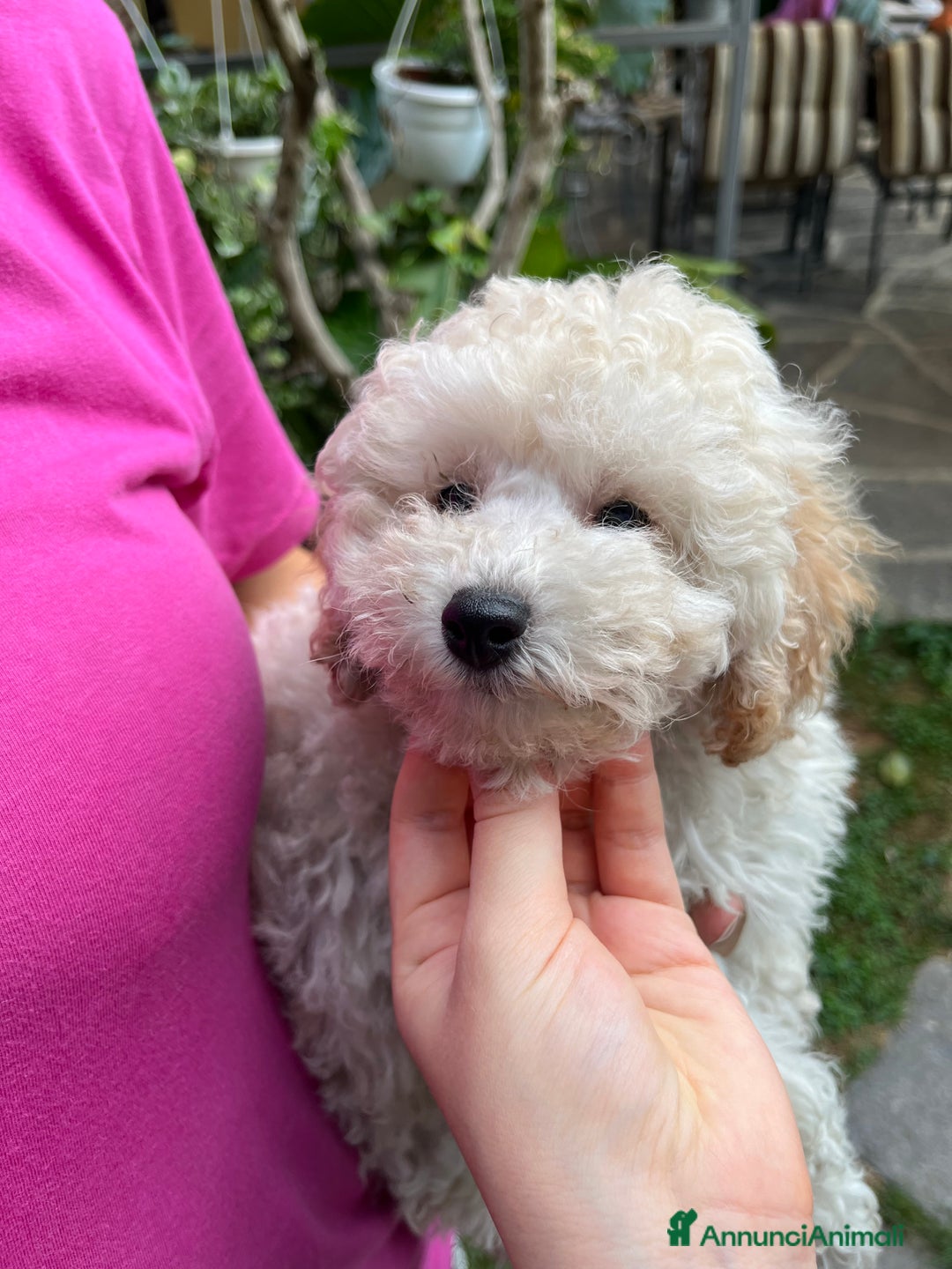 Barboncino cani in vendita: Barboncini neri e bianchi con Pedigree  a Vercelli - Annuncio 4