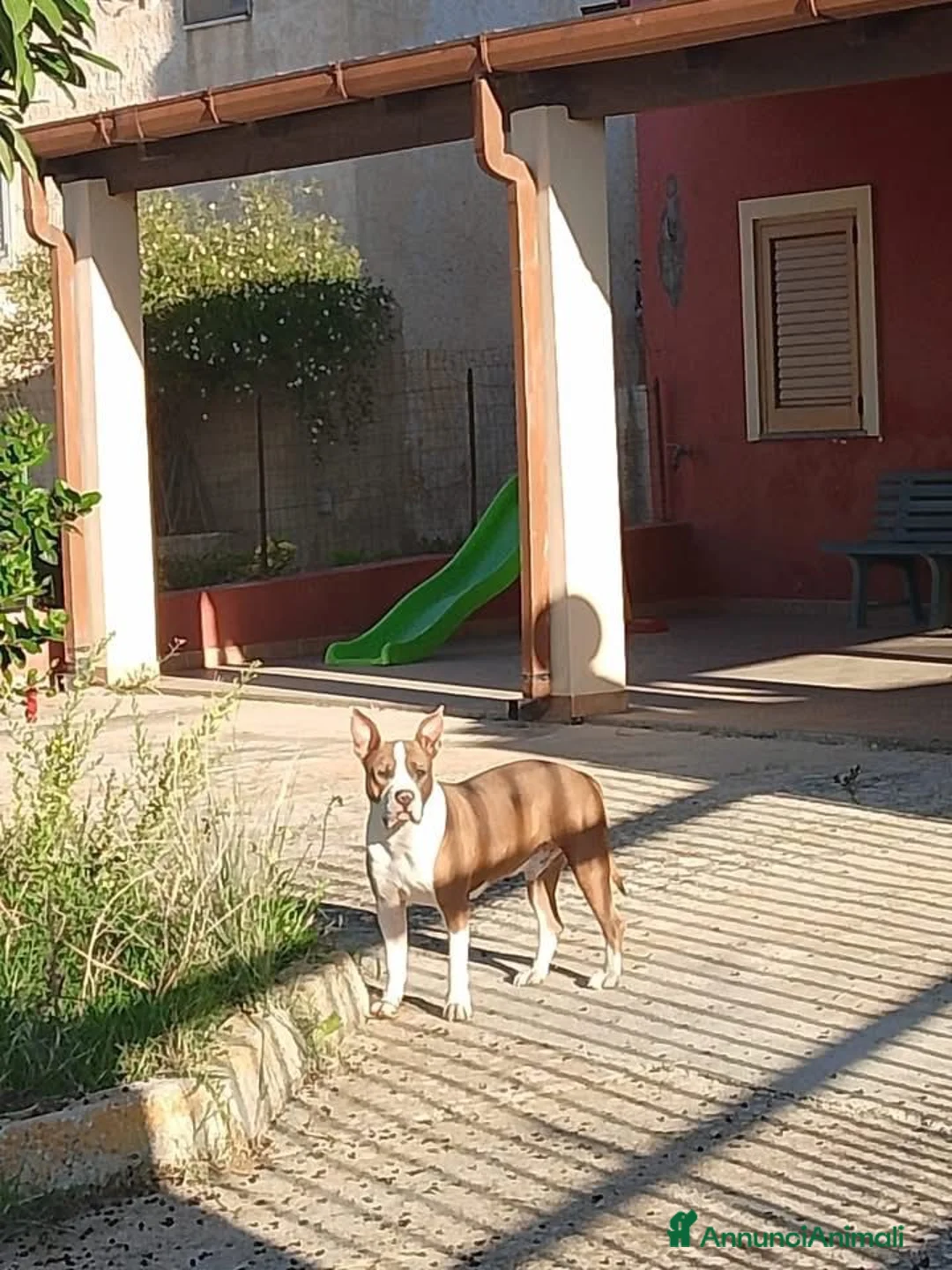 Altre razze cani in regalo: kratos - Annuncio 4