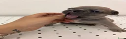 Bulldog Francese cani in vendita: Cuccioli di bulldog francese - Annuncio 11