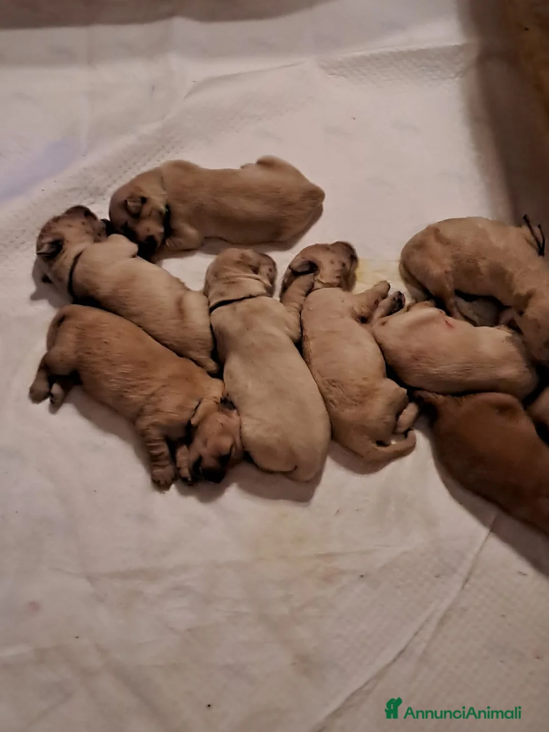 Golden Retriever cani in vendita: Cucciolata 100% americana  - Annuncio 5