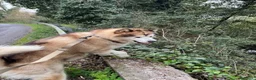Alaskan Malamute cani per accoppiamento: Accoppiamento Alaskan Malamute con pedigree a Provincia di Rieti - Annuncio 2