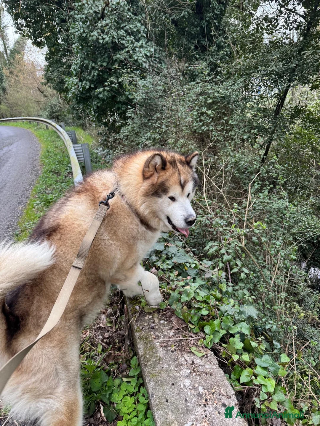 Alaskan Malamute cani per accoppiamento: Accoppiamento Alaskan Malamute con pedigree a Provincia di Rieti - Annuncio 2