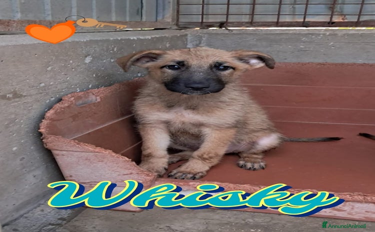 Meticcio cani a Provincia di Padova - Annuncio 9