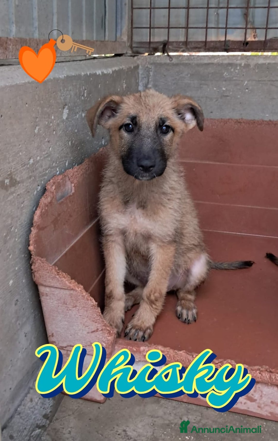 Meticcio cani in regalo: WHISKY cucciolo maschio a Provincia di Padova - Annuncio 1