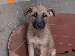 Meticcio cani WHISKY cucciolo maschio a Provincia di Padova - Annuncio 26