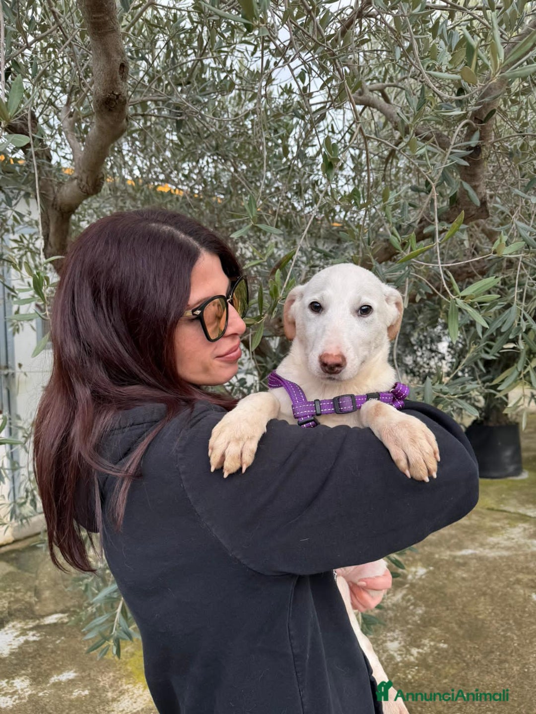 Altre razze cani in regalo: OLIVER BRUCE MARK - Annuncio 2