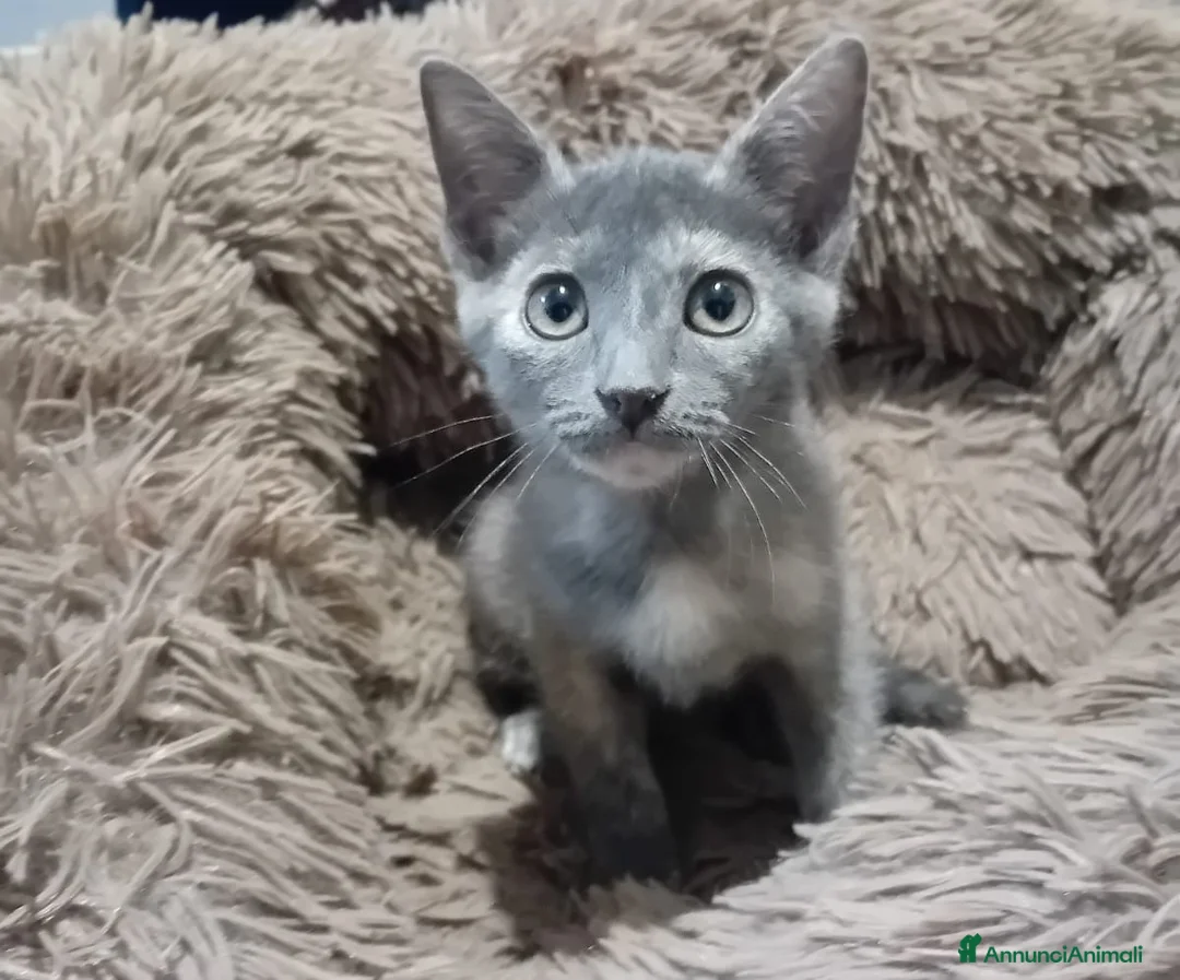Meticcio gatti in regalo: SOS SOS TEMPESTA - Annuncio 5