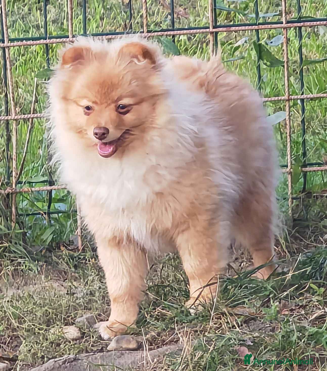 Spitz cani Cucciola spitz tedesco piccolo ( Kleinspitz ) - Annuncio 2