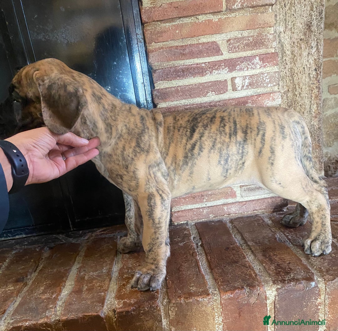 Alano cani in vendita: Alano tigrato - Annuncio 4