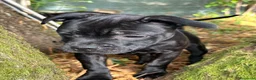 Staffordshire cani in vendita: Scimmietta  a Provincia di Frosinone - Annuncio 4