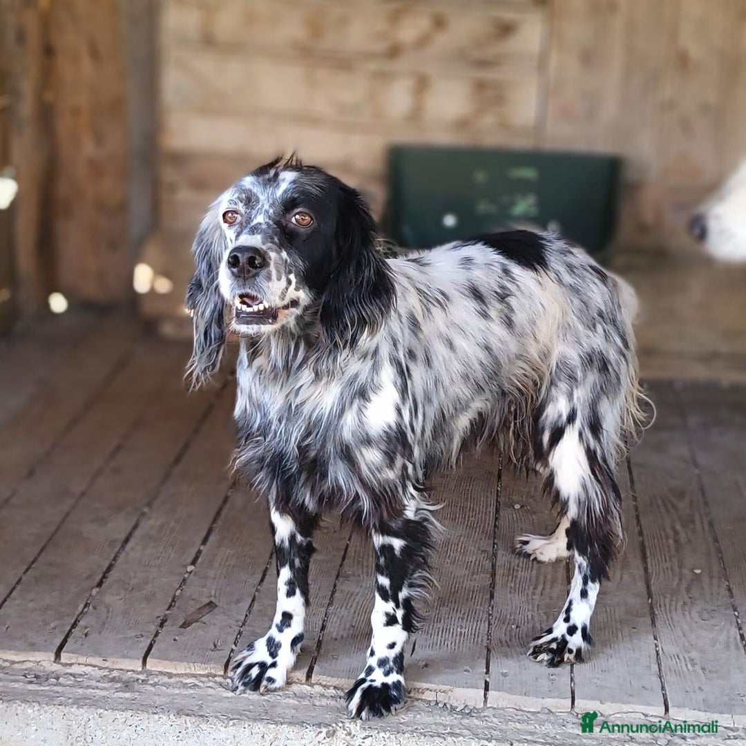 Setter Inglese cani in regalo: Yara. - Annuncio 1