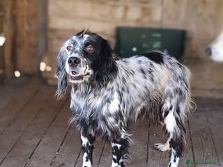 Setter Inglese cani Yara. - Annuncio 1