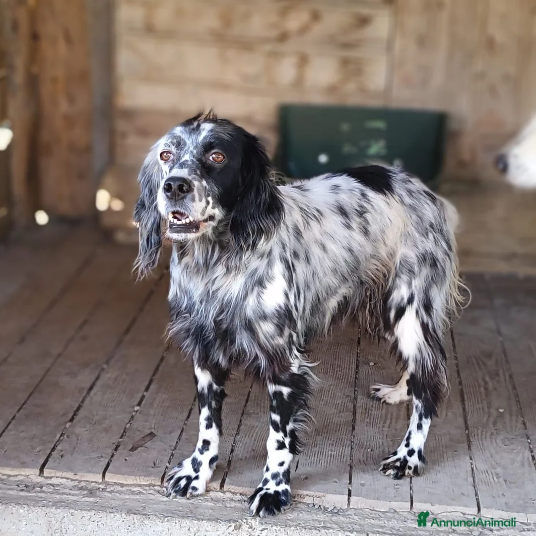Setter Inglese cani in regalo: Yara. - Annuncio 1