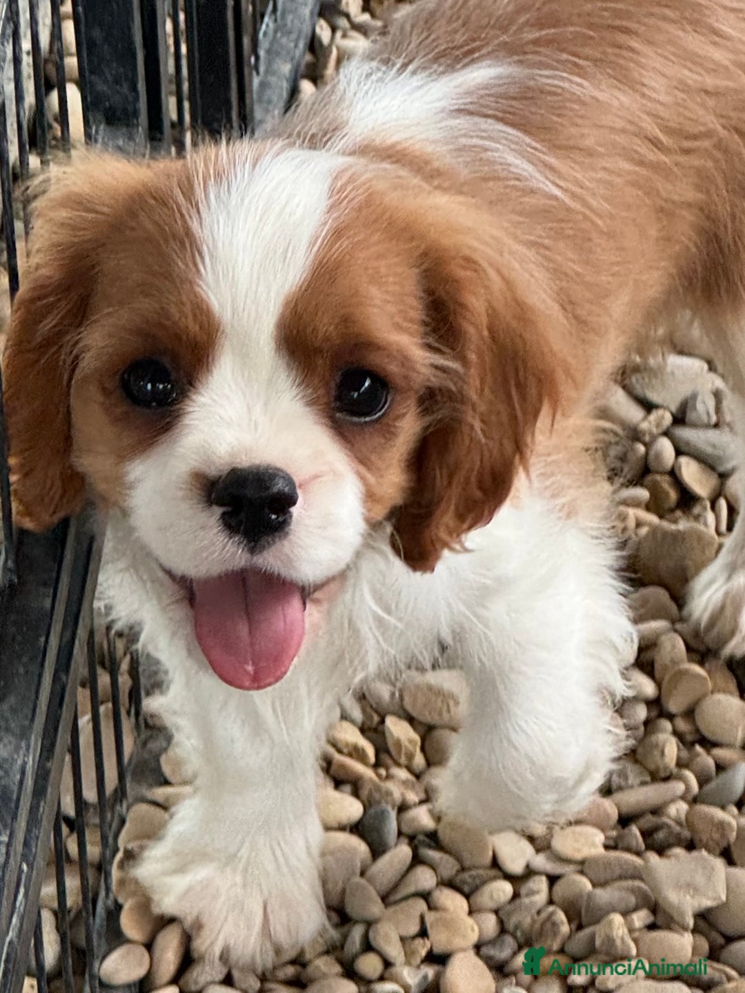Cavalier King cani in vendita: Allevamento ENCI cuccioli cavalier king  - Annuncio 4