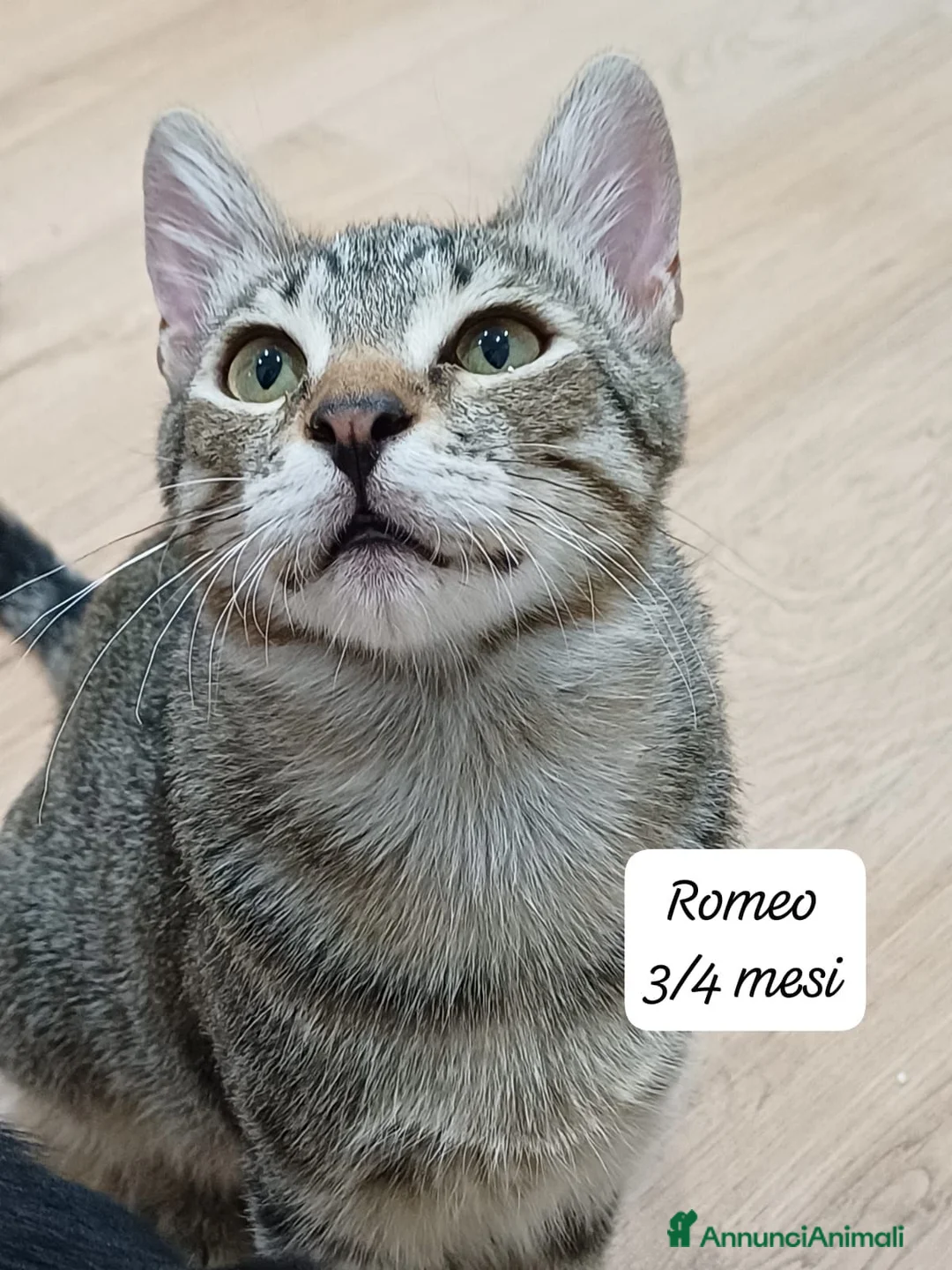 Meticcio gatti in regalo: Gattini destinati alla colonia  a Provincia di Ferrara - Annuncio 2