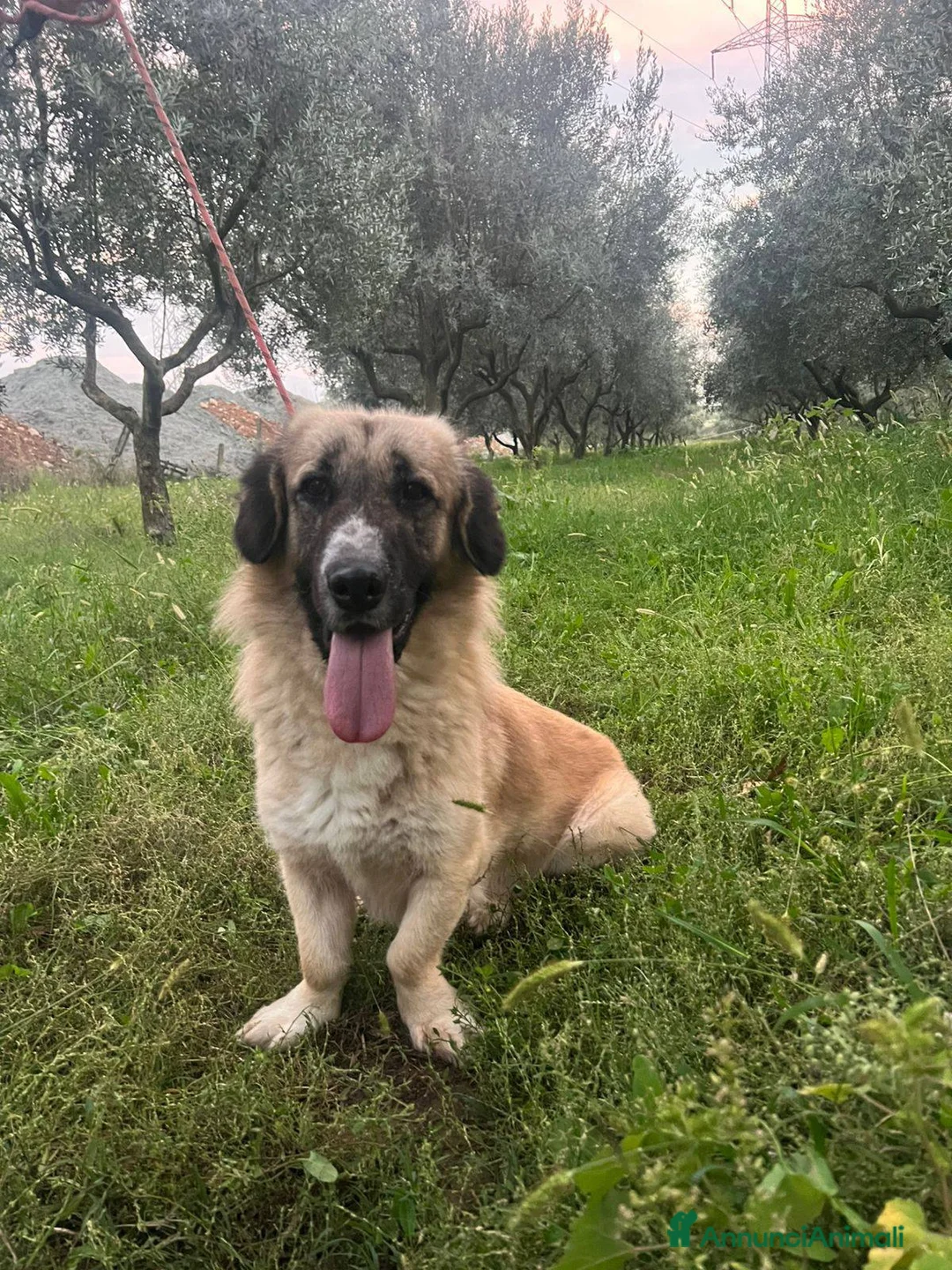 Meticcio cani in regalo: Ciaky cagnolino mansueto e coccolone - Annuncio 8