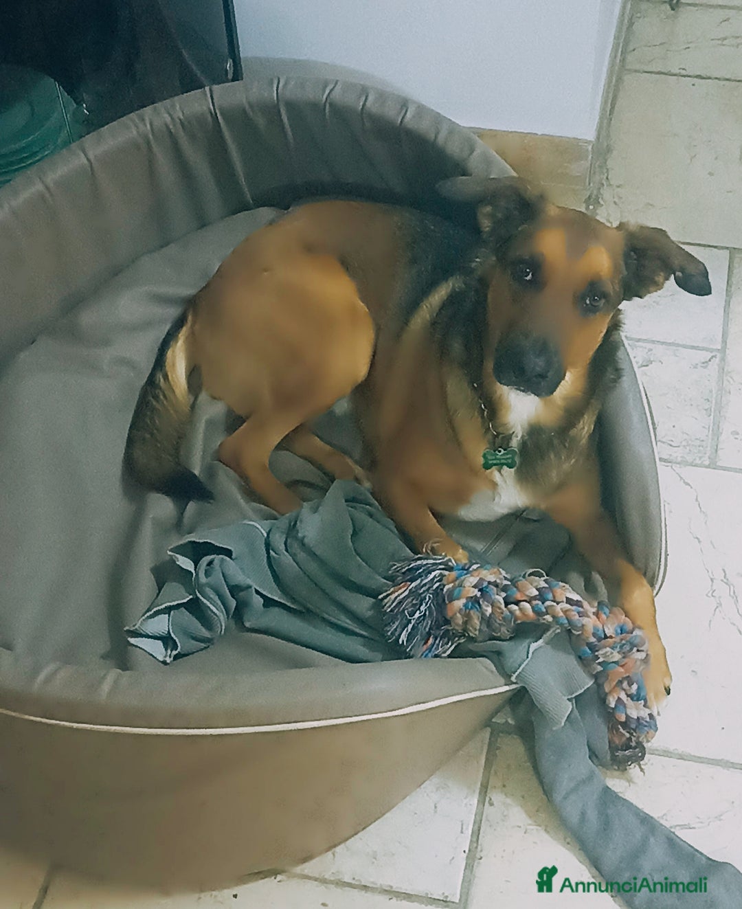 Meticcio cani in regalo: Cane miticcio - Annuncio 3