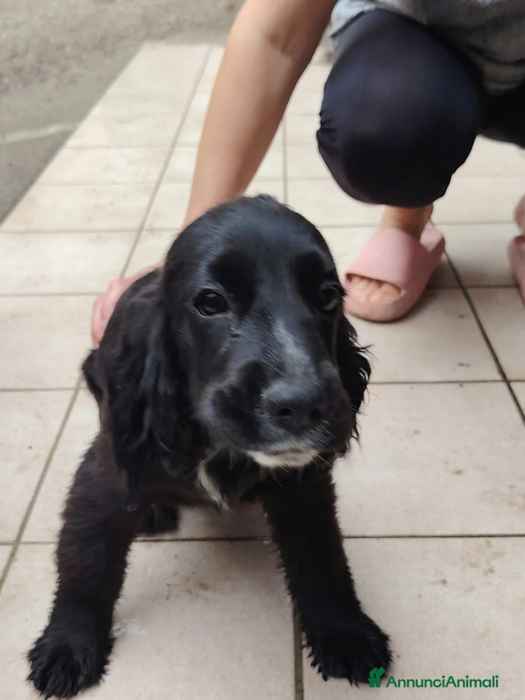 Meticcio cani in vendita: 🐶 CUCCIOLI DI COCKER SPANIEL IN VENDITA 🐶 - Annuncio 2