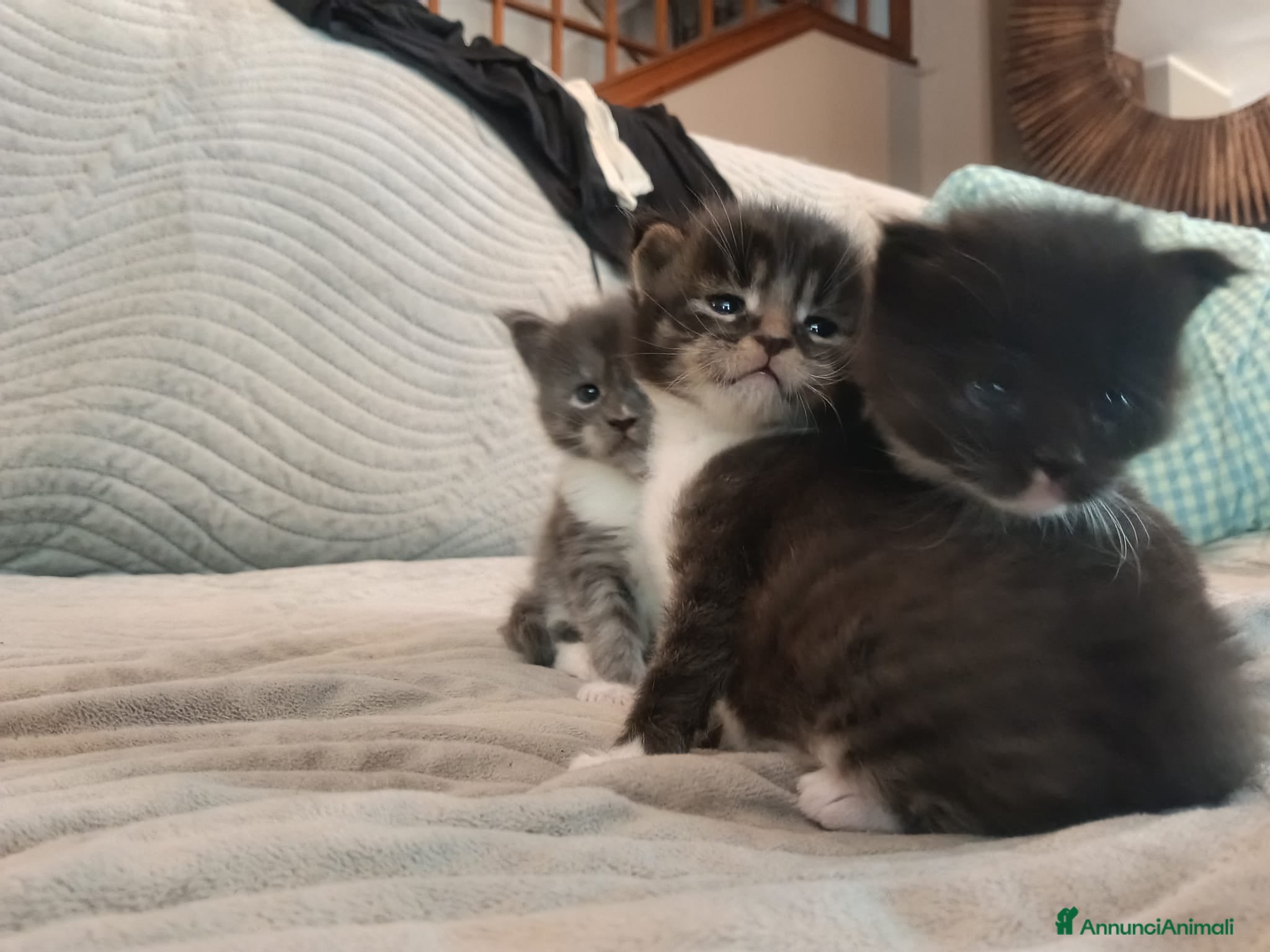 Maine Coon gatti cuccioli maine coon - Annuncio 1