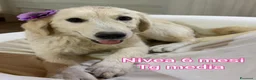 Meticcio cani in regalo: CUCCIOLI ABBANDONATI: URGENTE  a Città Metropolitana di Torino - Annuncio 9