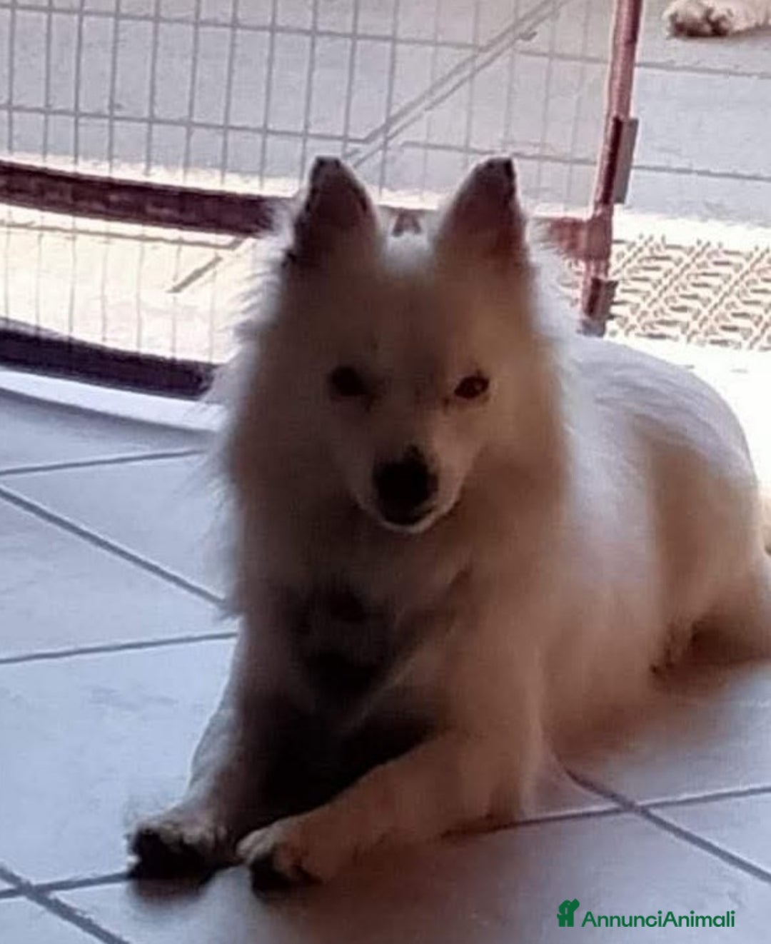 Meticcio cani in regalo: Simil volpino 3anni tg piccola PROV.PAVIA - Annuncio 1