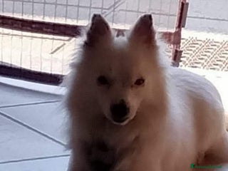 Meticcio cani Simil volpino 3anni tg piccola PROV.PAVIA - Annuncio 31