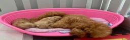 Maltipoo cani in vendita: Cuccioli maltipoo a Provincia di Verona - Annuncio 2