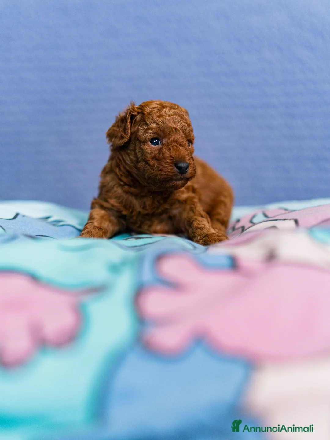 Barboncino Toy cani in vendita: BARBONCINI TOY  - Annuncio 6