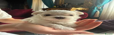 Maltese Cucciolo 2