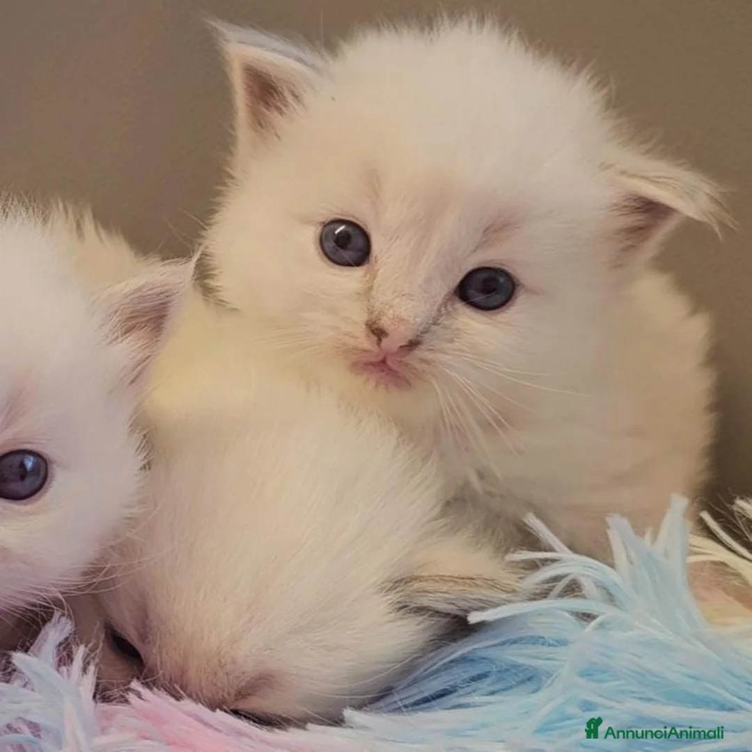 Immagine della galleria {{count}}