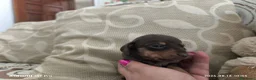 Bassotto cani in vendita: Bassotto tedesco kaninchen pelo raso - Annuncio 3