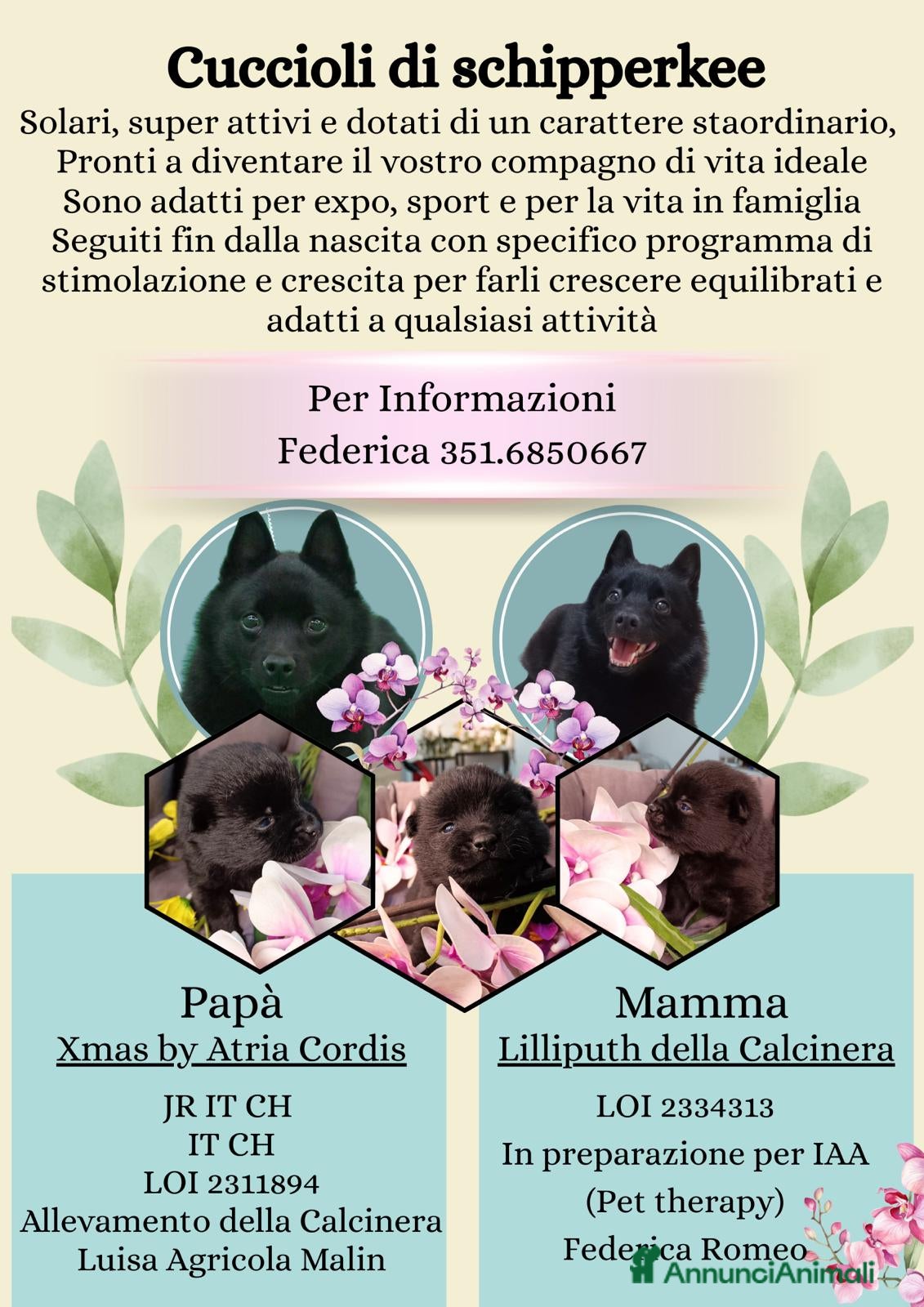 Schipperke cani Disponibili cuccioli di schipperkee  - Annuncio 1