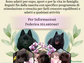 Schipperke cani Disponibili cuccioli di schipperkee - Annuncio 1