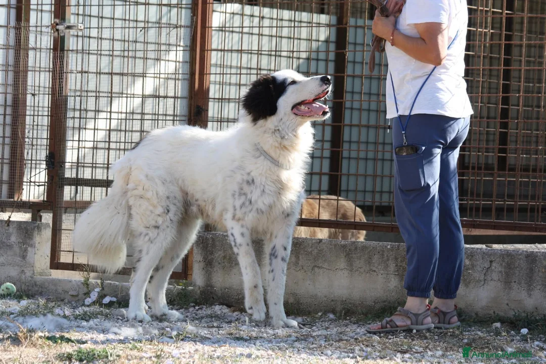 Meticcio cani in regalo: Giulio cesare cerca casa - Annuncio 2