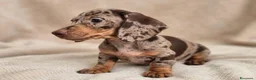 Bassotto cani in vendita: Bassotto tedesco femmina arlecchina cioccolato  - Annuncio 2