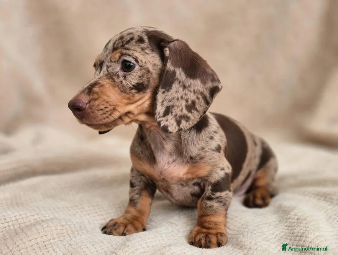 Bassotto cani in vendita: Bassotto tedesco femmina arlecchina cioccolato  - Annuncio 2