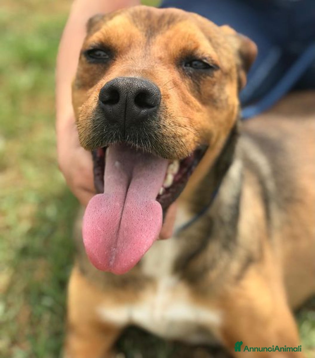 Meticcio cani in regalo: Mango, il cagnolino che si mette in posa - Annuncio 11